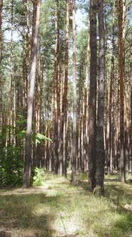 Vertical Video of Forest Landscape with Pine Trees in Summer Slow Motion