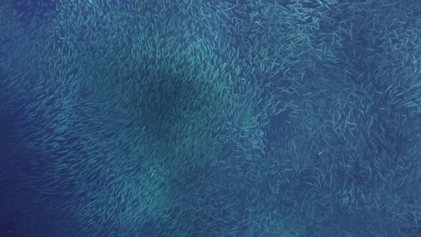 big shoal of sardines swimming in the blue sea filmed from above