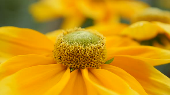 Shallow DOF garden Rudbeckia hirta Irish Spring close-up   petals and pistil 4K 3840X2160 30fps  Ult