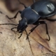 Large Black Beetle Bug Crawls On Fallen Leaves - VideoHive Item for Sale
