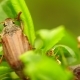 Chafer Creeps On The Green Sheet - VideoHive Item for Sale