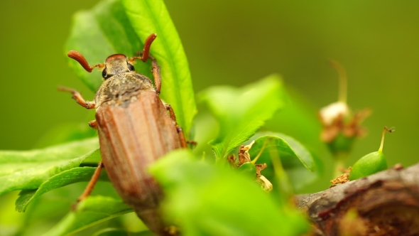 Chafer Creeps On The Green Sheet