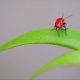 Little Red Beetle On a Large Green Leaf. - VideoHive Item for Sale