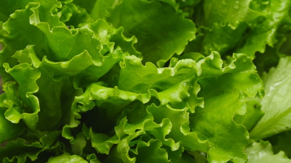 Of Salads Leaf