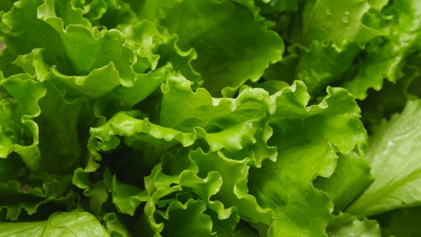 Of Salads Leaf