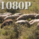 Sheep - VideoHive Item for Sale