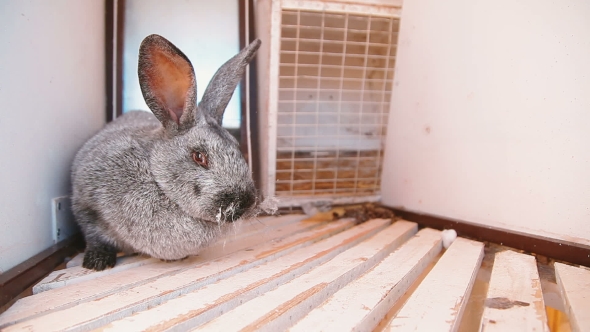 Grey Rabbit Sitting In a Cage