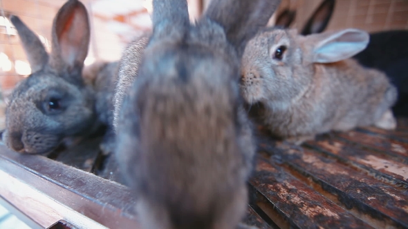Rabbits Sniffing The Camera