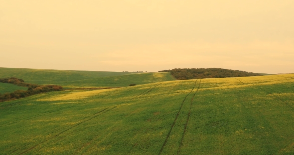 Aerial. Flying Over the Field With a Canola