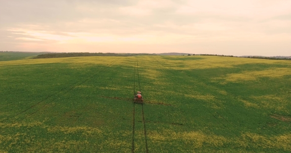 Flying Over The Field With a Canola. Agriculture Tractor Spraying Summer Crop Wheat Field