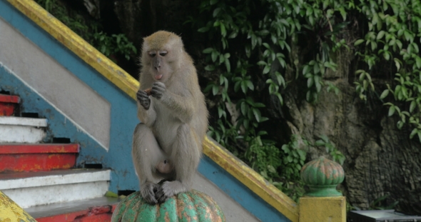At Batu Caves, Malaysia Man Give To Monkey Food And She Is Sitting On Railing And Eating