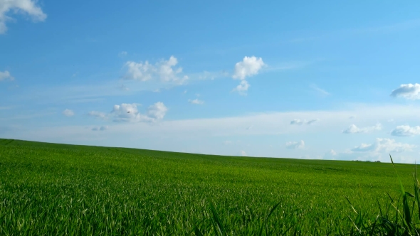 Countryside Natural Background. Field With Wheat Germ. Cloudscape In Spring Sunny Day. Russia.