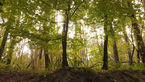 Forest with Trees in an Autumn Day