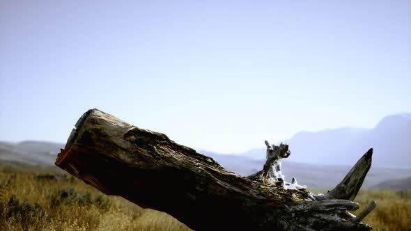 Old Tree Stump Trunk on the Hill at Sunset