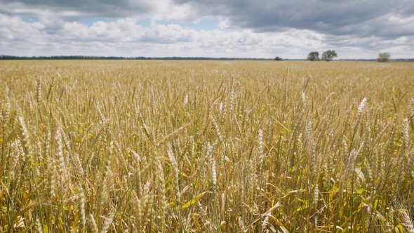 Golden Wheat Field At a Beautiful Day