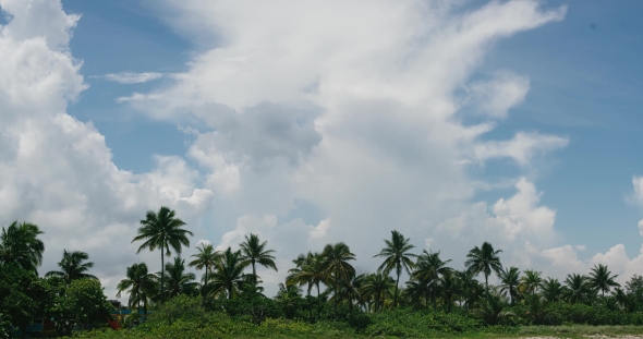 View Of The Beach And Palm Trees Swaying In The Wind. Cloudy Sky Cuba.