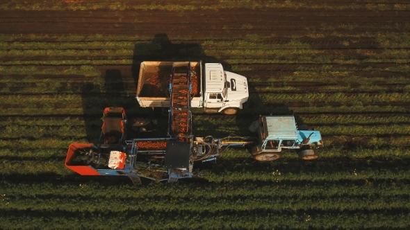Carrot Harvesting At The Farmer's field.Aerial View.