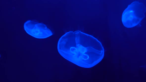 Slow Motion Fluorescence Jellyfish in The Ocean Deep at Blue Background