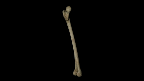 Femur Bone Gyrating