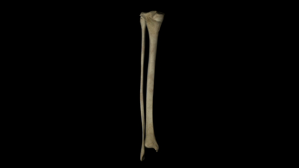 Tibia Bone Gyrating
