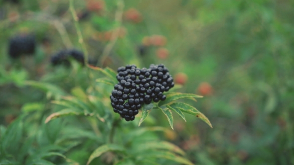 Twig Of Wild Blackberries