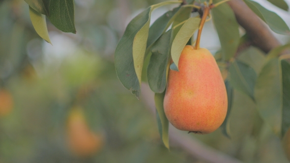Ripe Pear Hangs on a Tree in the Garden