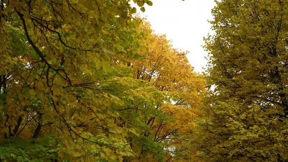 Colored Deciding on the Trees in the Som Early Autumn Autumn Landscape