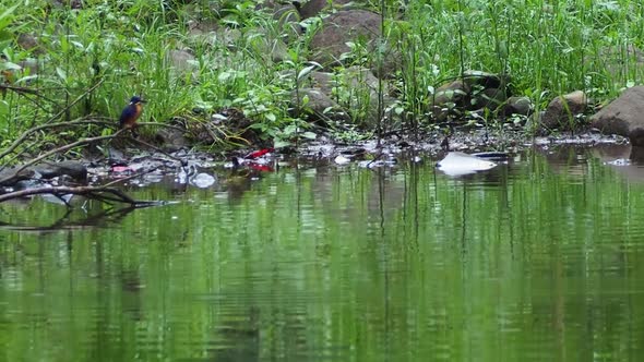 Azure kingfisher waiting and diving in the water for prey at a pond