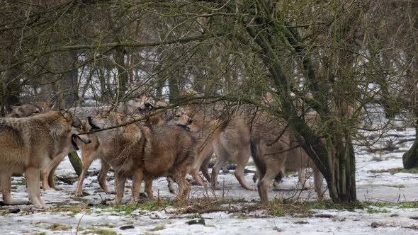 Creepy Pack of grey wolves howling