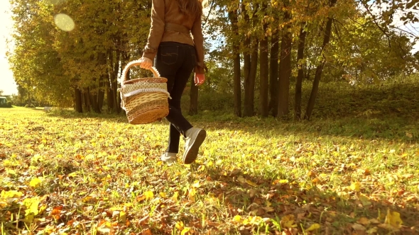 Brunette Woman Walking Through Autumn Forest Holding a Picnic Basket. Warm Sunny Day.