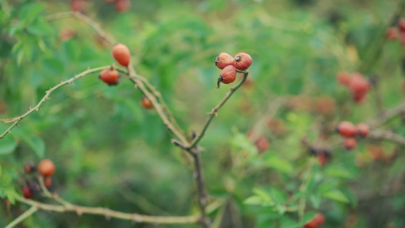 Twigs Of Dog-berries In