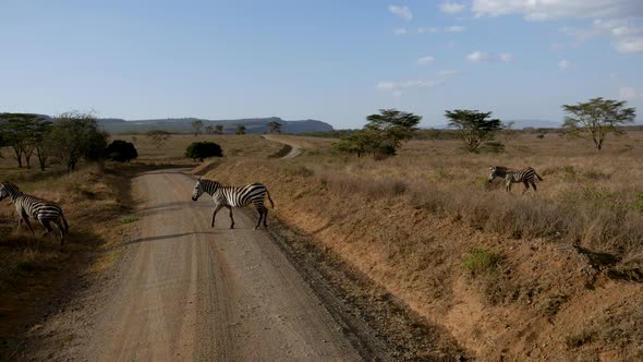 Zebra Crossing Scenic Dusty Road Amid Hills And Acacia Trees In African Plain