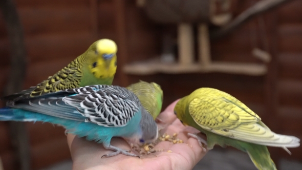 Mother And Child In The Petting Zoo