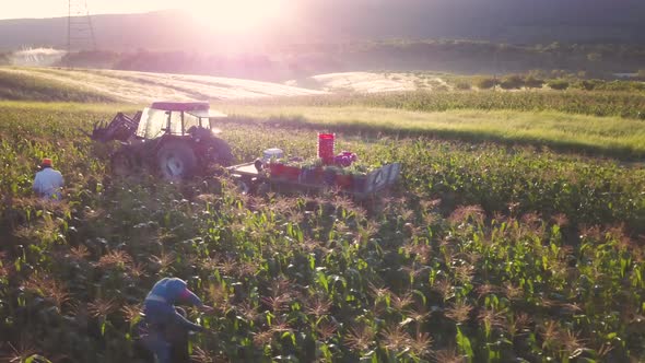 Aerial of rows and rows of cornfields with people picking corn and tractor nearby.