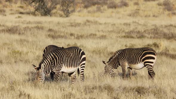 Cape Mountain Zebras In Open Grassland 