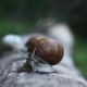 Snail On a Log In The Wood - VideoHive Item for Sale