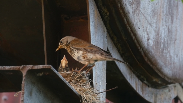 Female Fieldfare On The Nest
