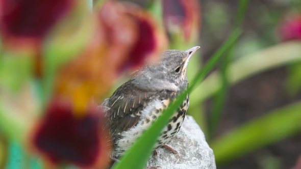 Nestling Thrush Fieldfare Sitting On a Stone