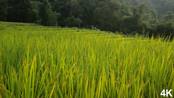 Rice Farm