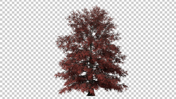 Growing Red Maple Tree