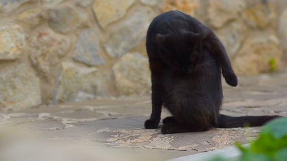 Black Cat Washes Paws