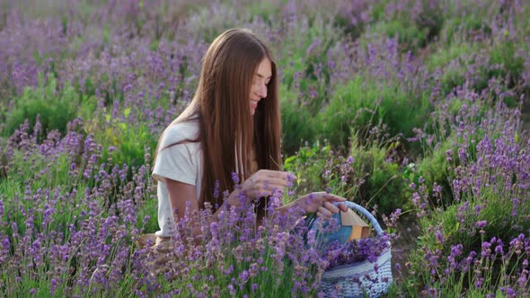 Smiling Farm Girl Collecting Flowers in Lavender Field