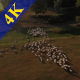 Sheep Aerial View - VideoHive Item for Sale
