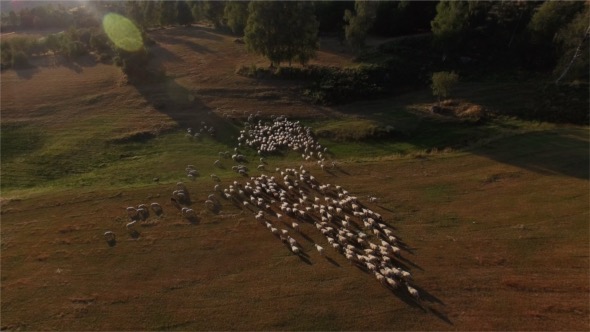 Sheep Aerial View