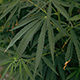Cannabis Plants - VideoHive Item for Sale