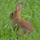 Wild Bunny Rabbit Watching - VideoHive Item for Sale