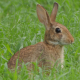 Wild Bunny Rabbit Eating Grass - VideoHive Item for Sale