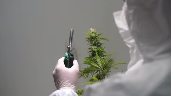 Cannabis Flower Pruning By An Expert