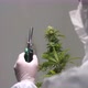 Cannabis Flower Pruning By An Expert - VideoHive Item for Sale