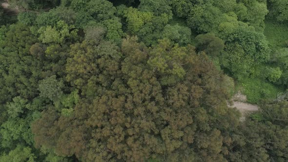 Coniferous Forest in Highland By Hills